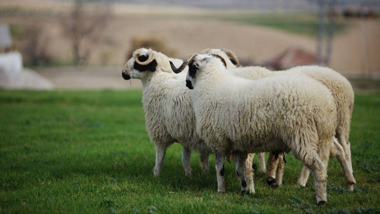 Denizli Büyükşehir’den koyun-koç desteği