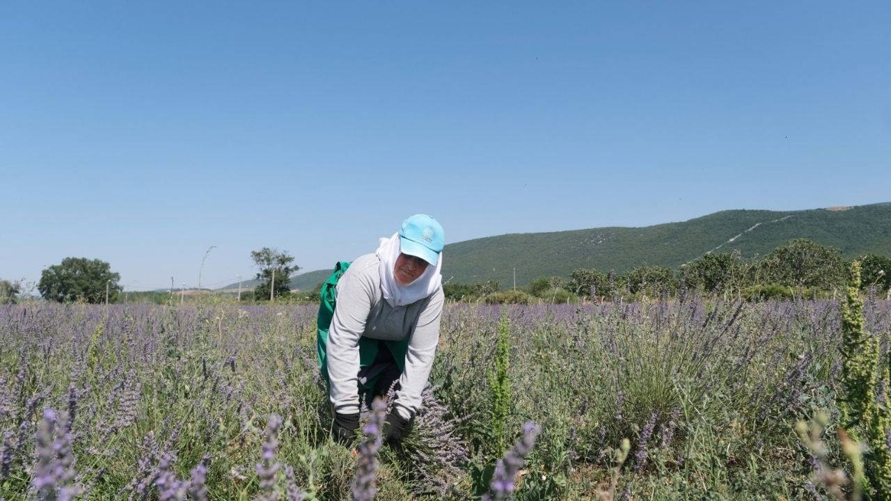 1 yıl boyunca emek verdiler: Nilüfer'de hasat vakti! 4 bin kilo ürün elde edilecek!