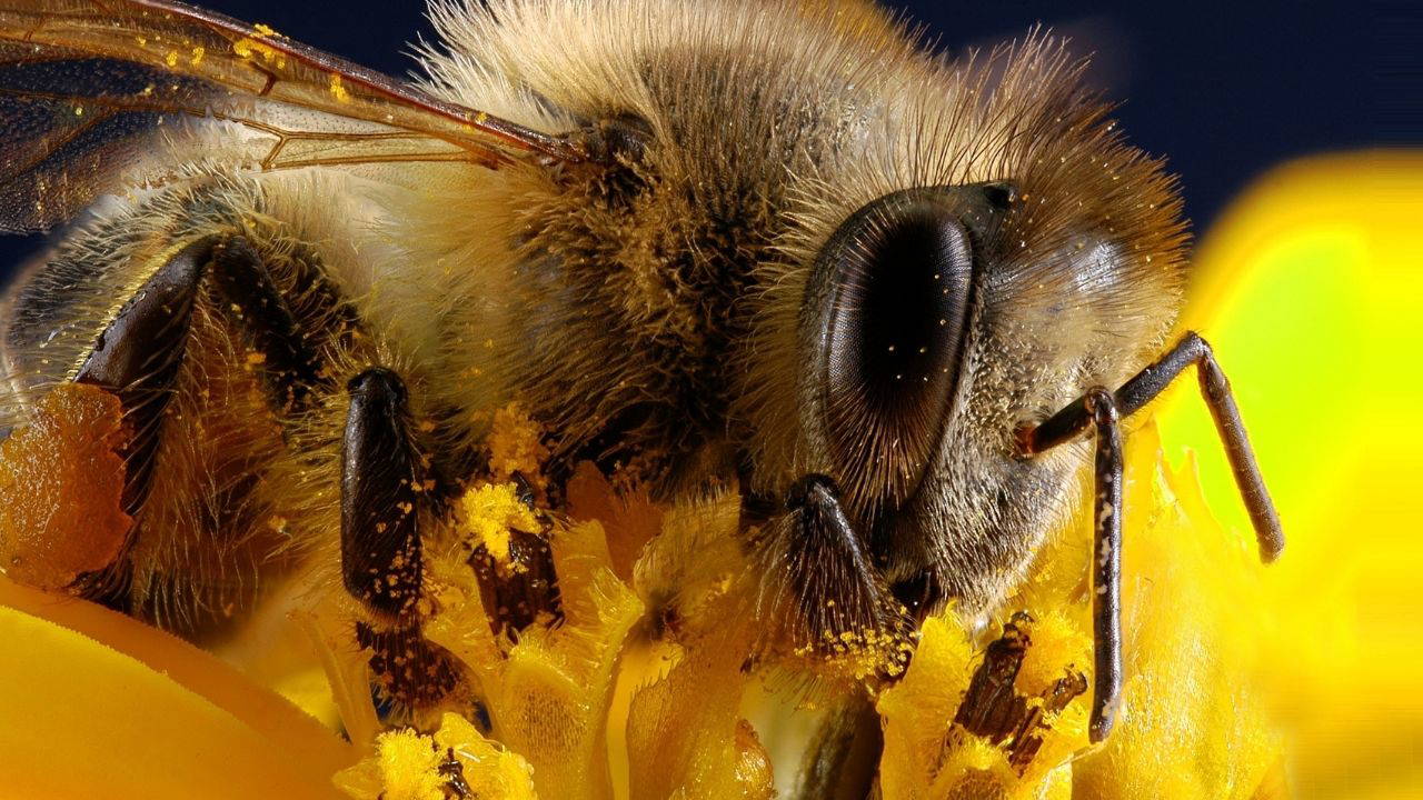 Arıların yalnızca iki gözü yok; binlercesi var