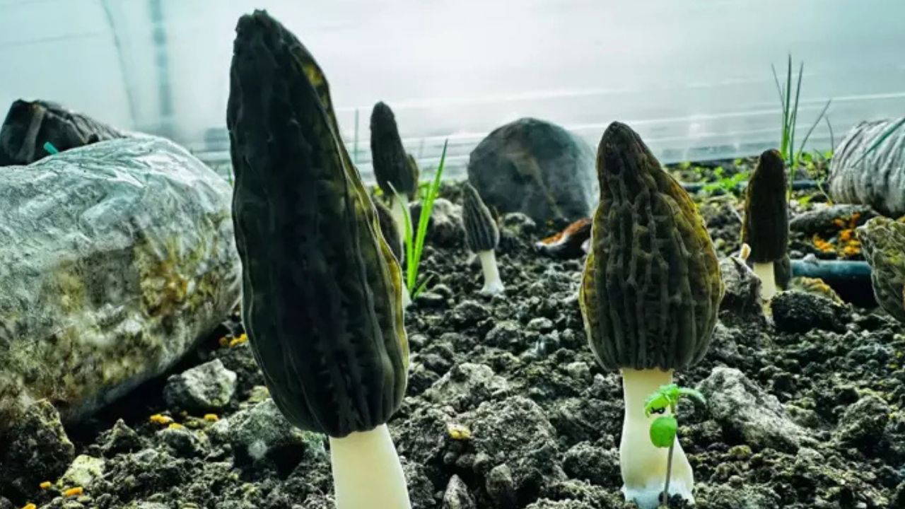 Ormanların 'kara elması' fışkırdı: Kilosu tam 2000 TL!