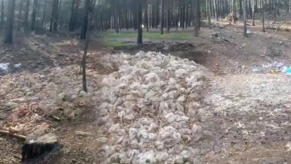 Ormana yüzlerce tavuk ölüsü yığınlar halinde atıldı!