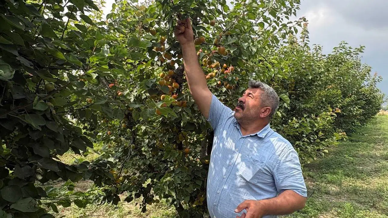 Ziraat mühendisinin tavsiyesiyle dikti, rekor hasada ulaştı