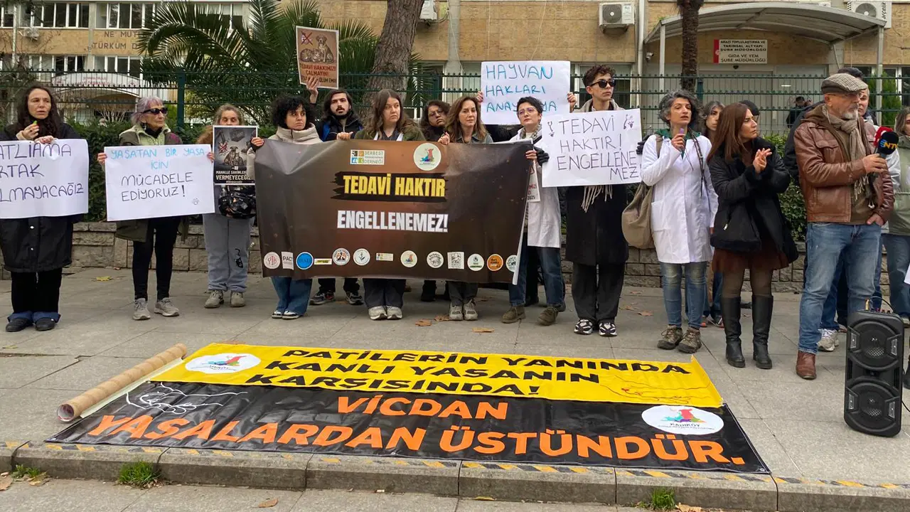 Çip süresi doluyor, sokak hayvanları nasıl tedavi olacak? Hayvanseverlerden tedaviye erişim düzenlemesine tepki: 'Bulaşıcı hastalık riski artabilir'