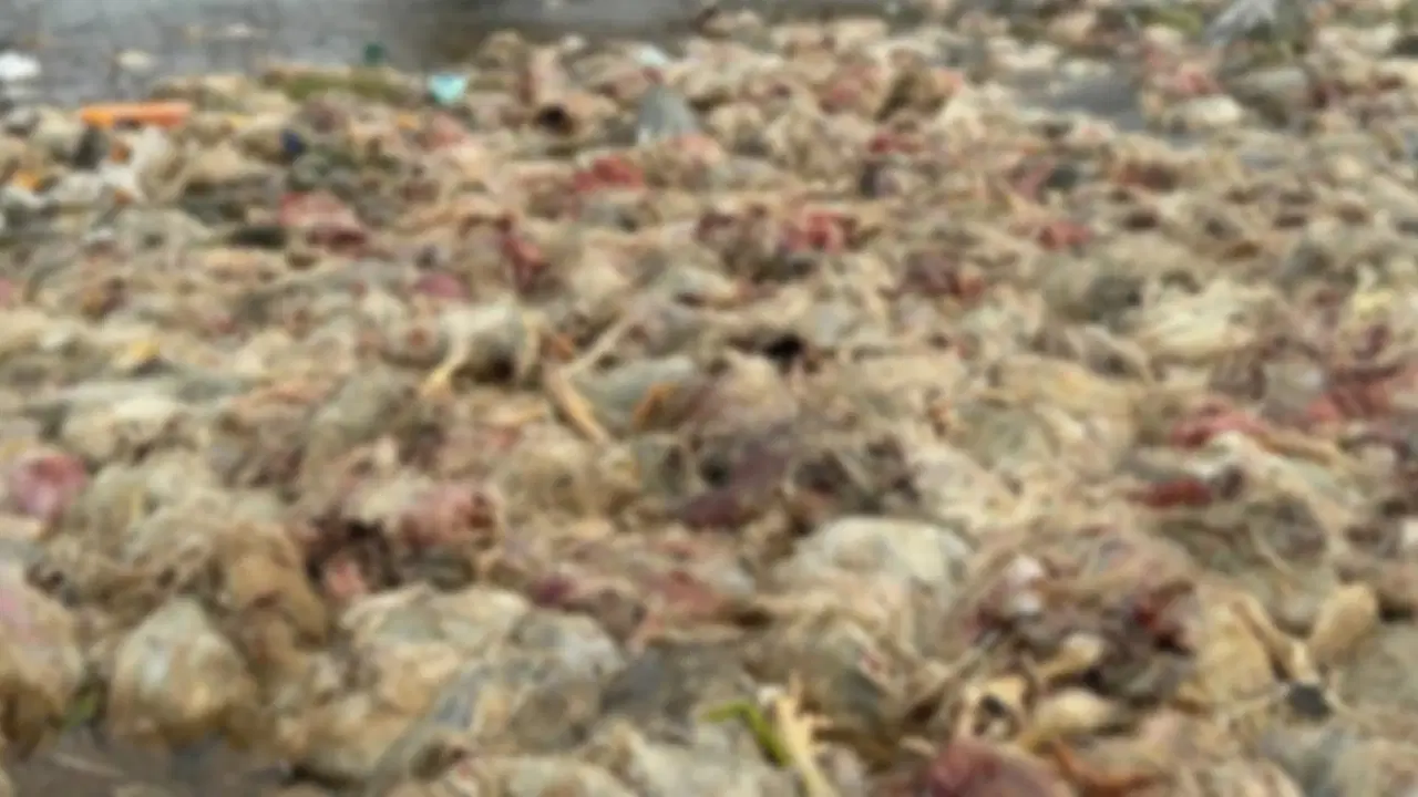 Zonguldak'taki Alaplı Çayı'nda ölmüş yüzlerce tavuk bulundu