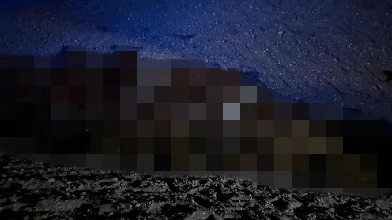 Iğdır’da arı saldırısı faciaya dönüştü: 400 koyun hayatını kaybetti