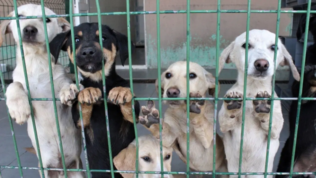 İlçe belediyelerinde görev var, bütçe yok!