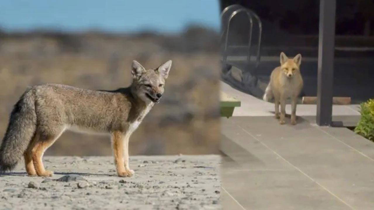 Tilki, köpeklerle dolu bahçeye girip kedi mamalarını yedi