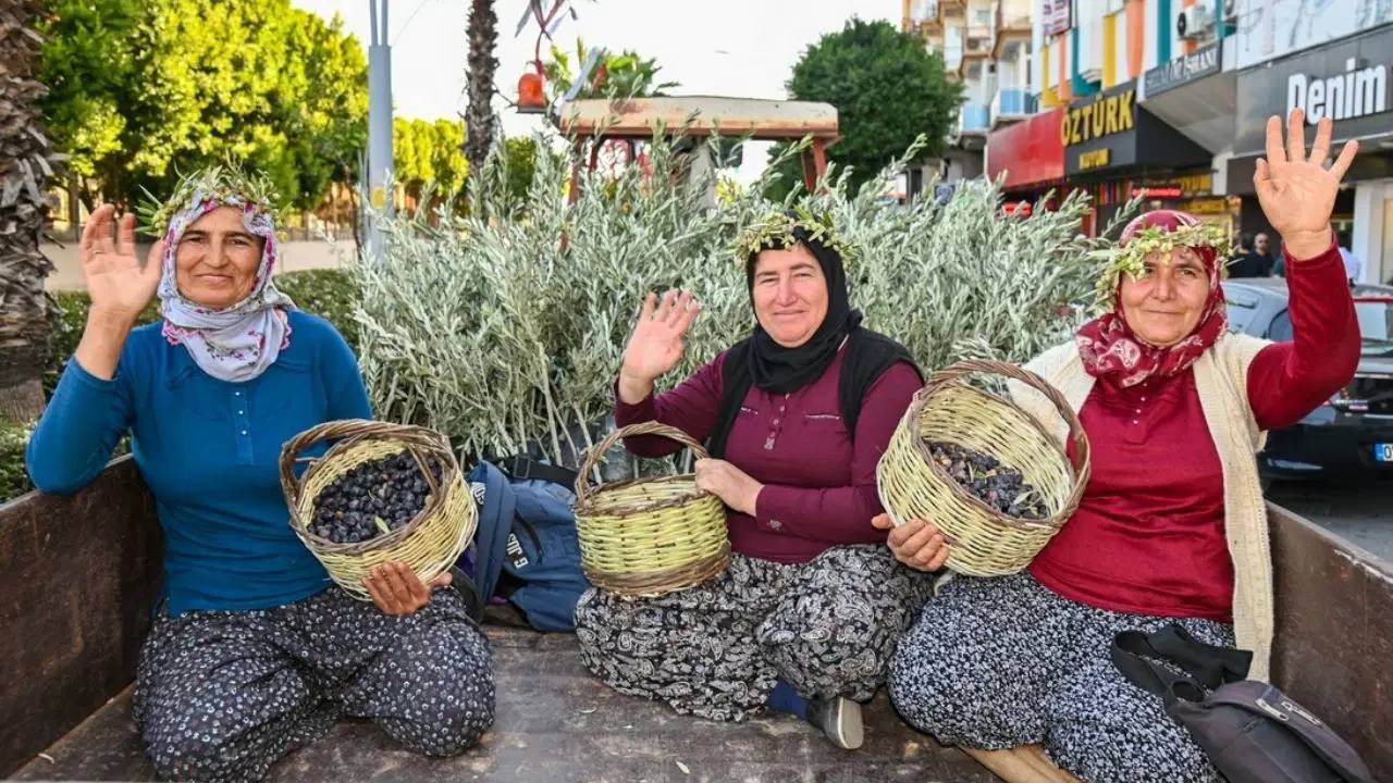 Manavgat’ın ‘kadim’ zeytini