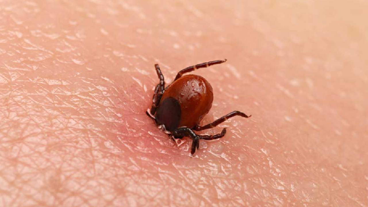 Kene kabusu geri döndü: Çin menşeli yeni tür bulundu!