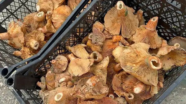  Yağmur yağdı fiyatı 100 liraya düştü: Yüksek antioksidan içeriyor...