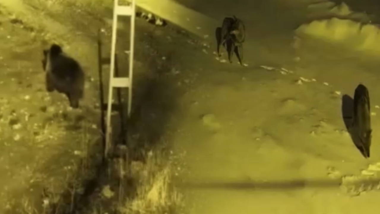 Yaban hayvanları, köyde cirit atıyor