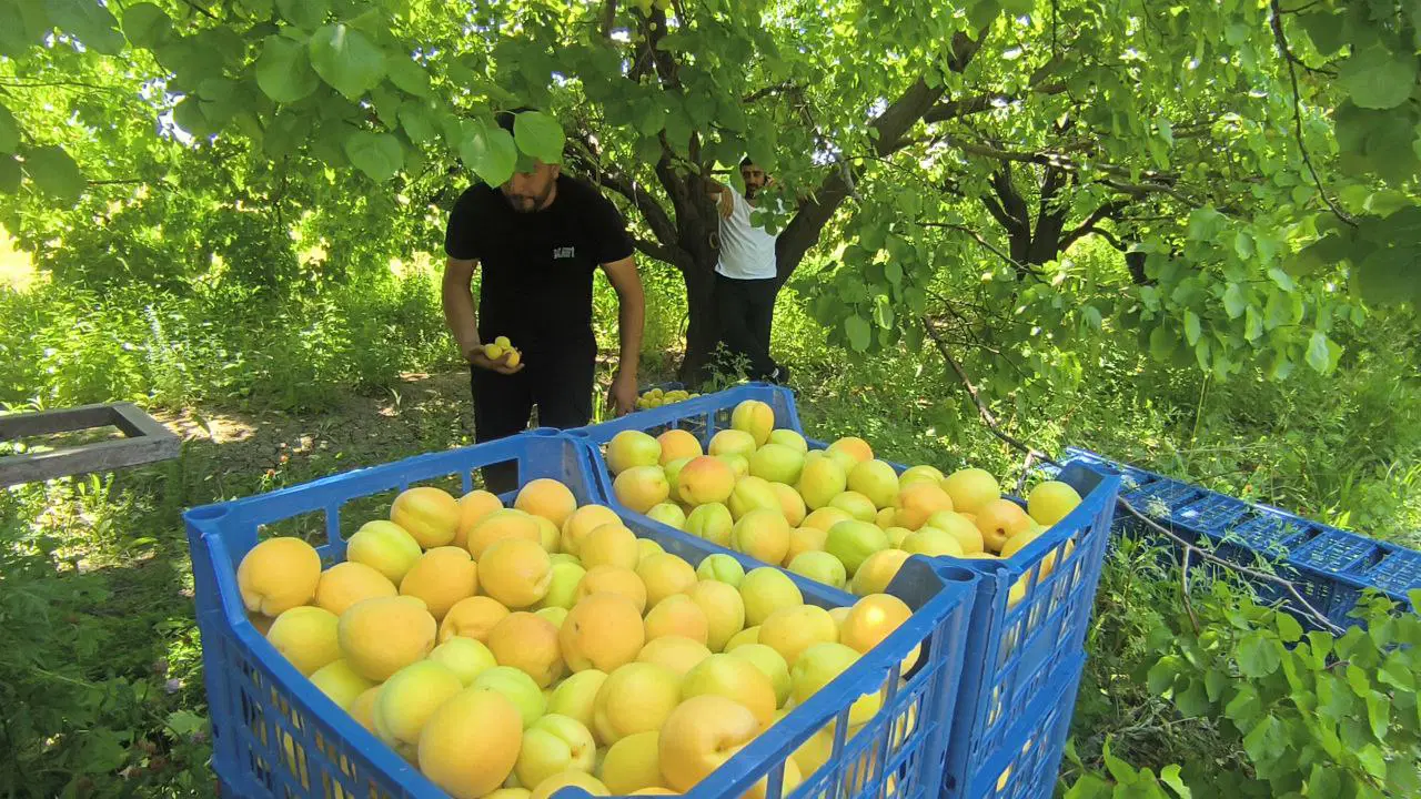 Mut’un 'sarı altını' dallardan indi: Rusya, Hindistan ve Avrupa ülkelerine gönderiliyor...