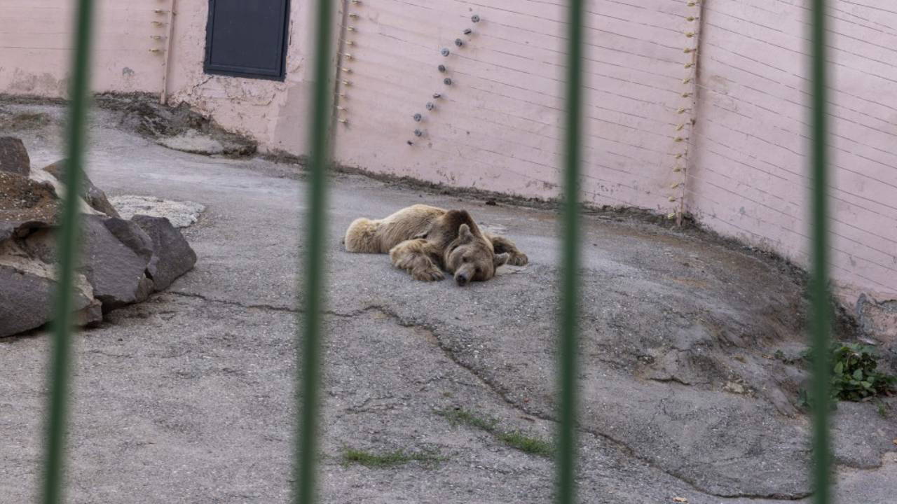 Gaziantep Hayvanat Bahçesi için suç duyurusu