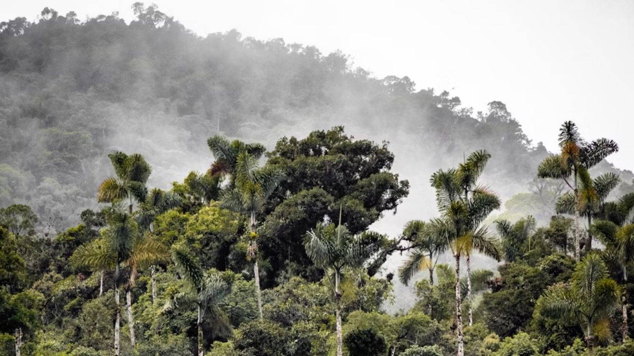 Amazon nasıl yavaş yavaş ölüyor?