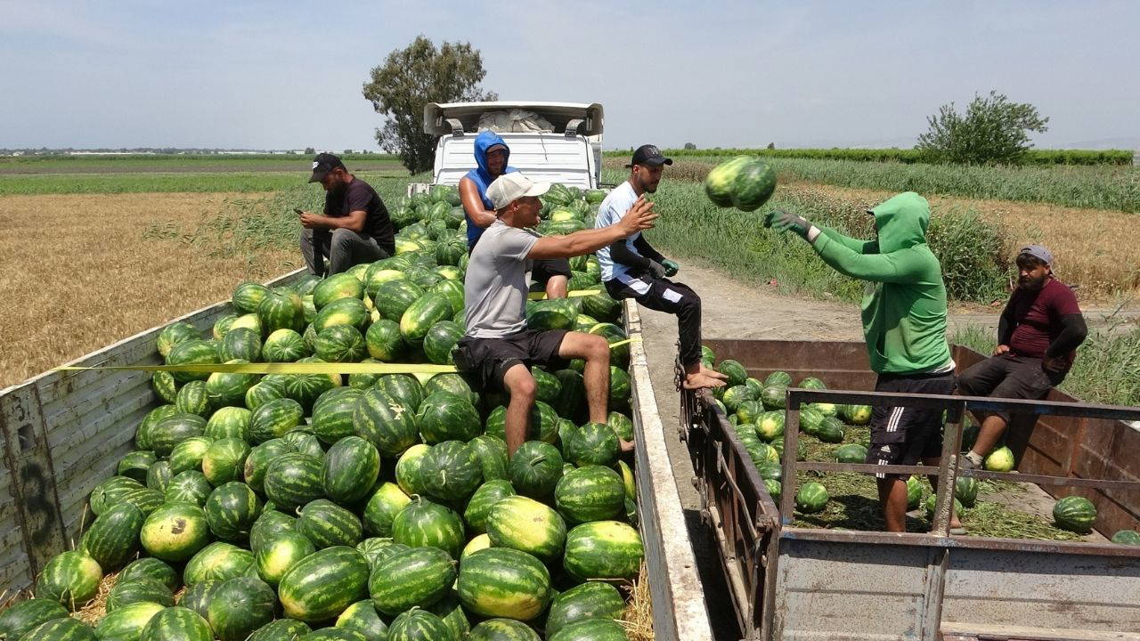Mersin'de hasat 2 hafta geç başladı: Kilosu tarlada 25 TL