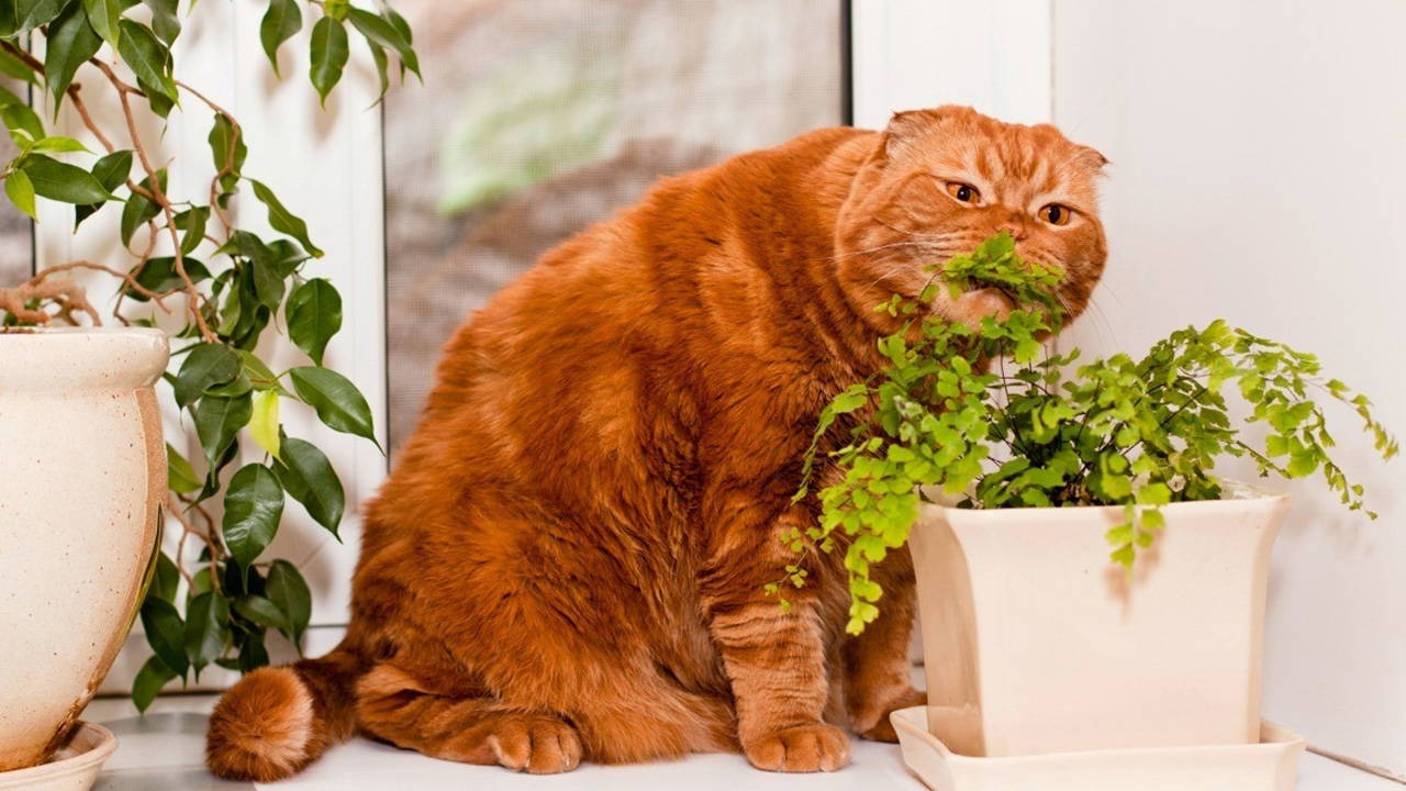 Kedi besleyenler bu bitkiyi evinize sokmayın!