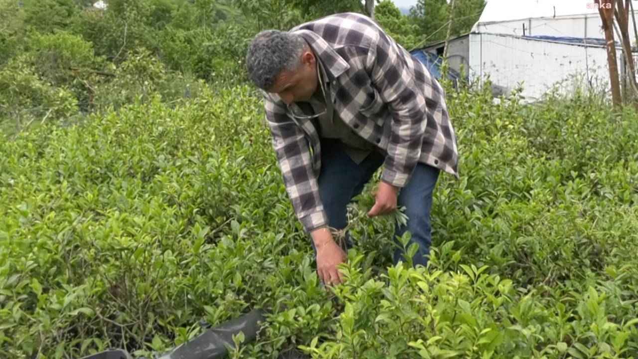 Yaş çay alımında çiftçiye 5 lira destekleme ücreti ödenmesi talebi