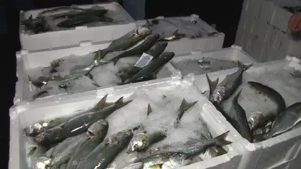 Ne hamsi ne istavrit herkes onun yolunu gözlüyor: Türkiye'deki en lezzetli ve en pahalı balık...