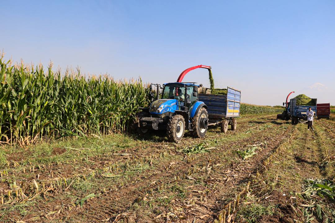 Iğdır'ın verimli topraklarında yetişiyor: 172 bin ton rekolte bekleniyor...