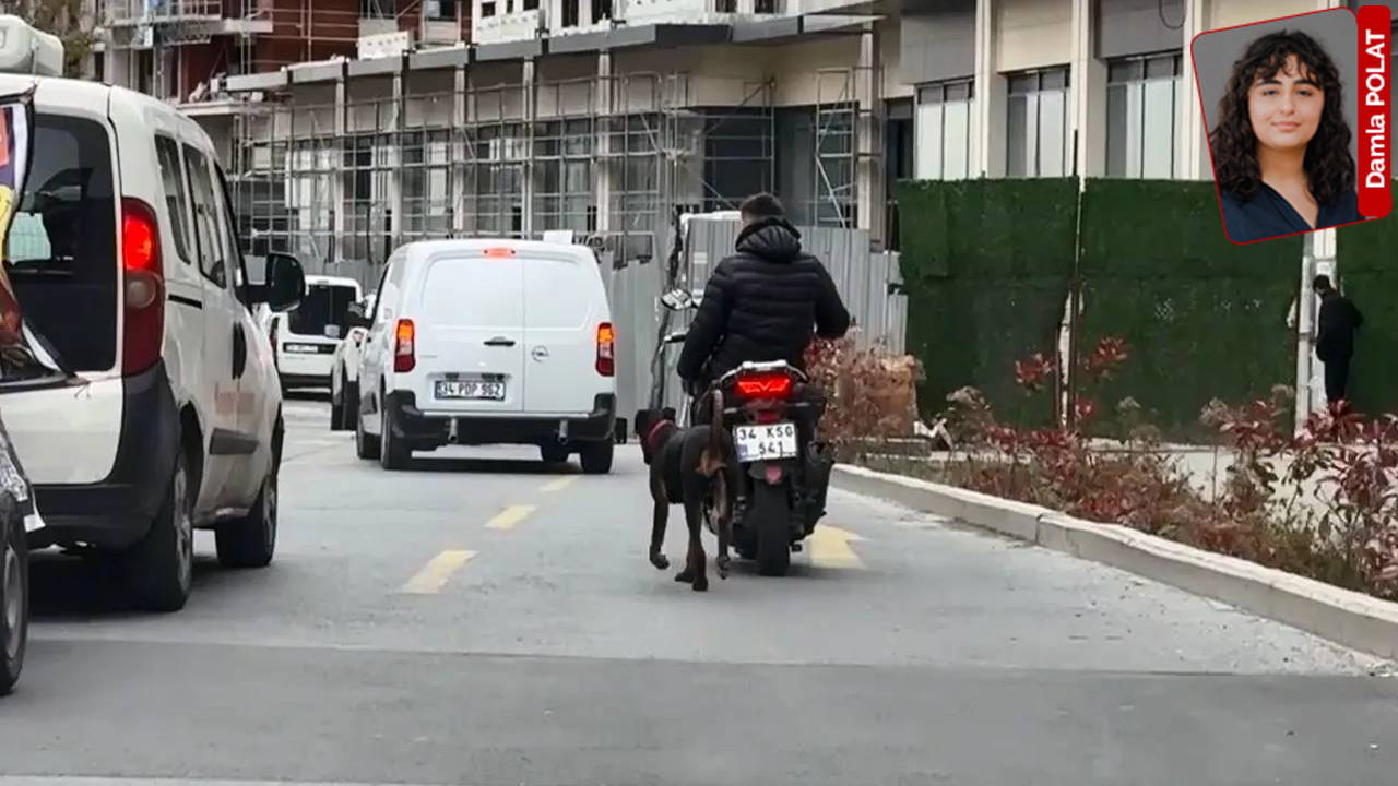 İstanbul’da köpeği bağlayarak motosikletle koşturdu, para cezasıyla kurtuldu: 'Hayvan hakları nerede?'