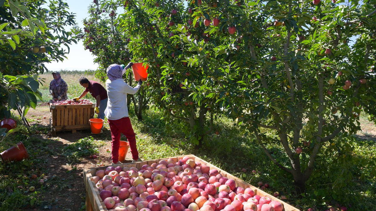 Çivril'de hasat başladı: Üreticinin yüzü gülüyor!