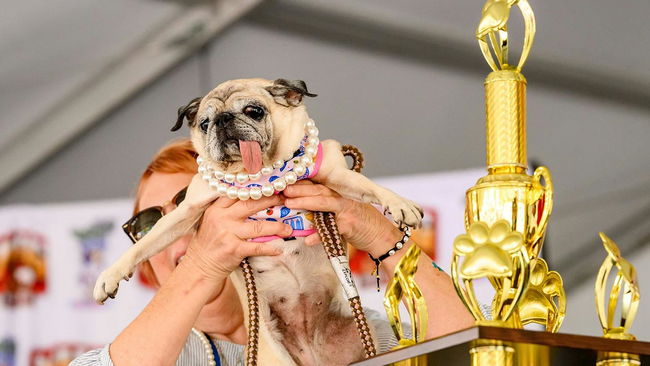 2026’nın en çirkin köpeği seçildi: Dondurucu soğuktan kurtarılmıştı