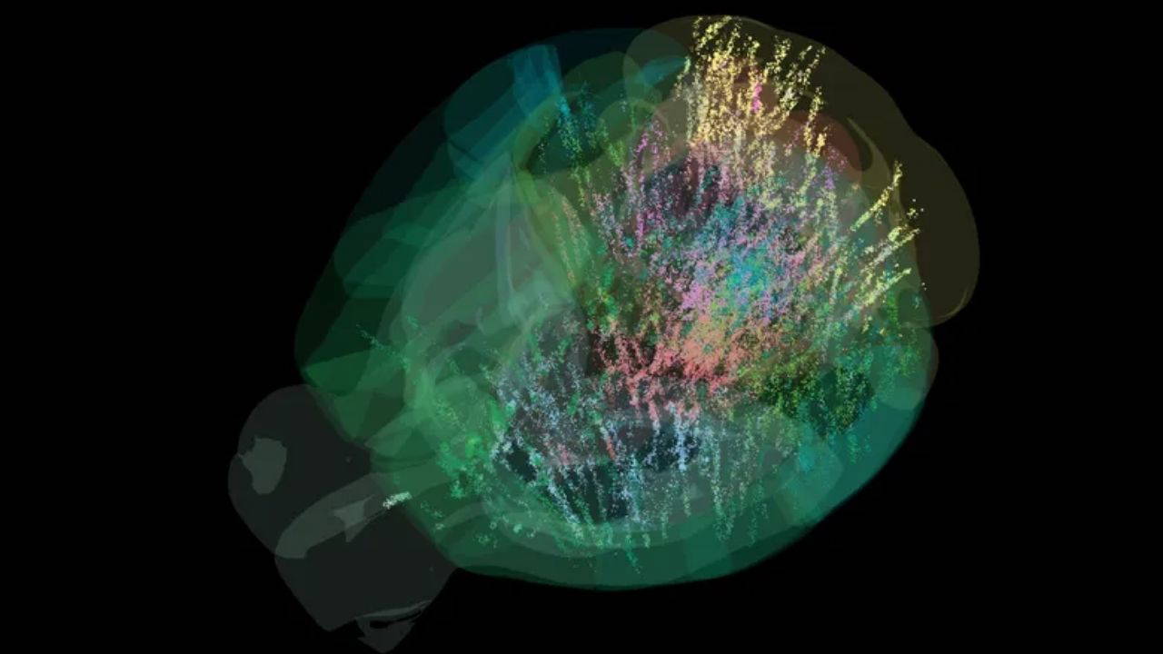 Beyin aktivitesinin tam haritası ilk kez çıkarıldı: Karar verme süreci sandığımızdan çok daha karmaşık