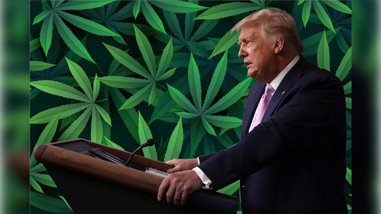 Trump’tan tarihi marihuana hamlesi