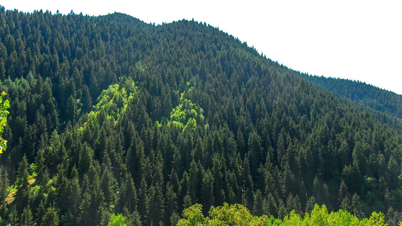 Türkiye Ormancılar Derneği'nden, Orman Kanunu’nda değişiklik teklifine tepki