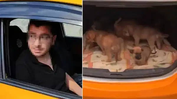 Köpekleri istismar edip katletmişti! Doktorun cezası belli oldu