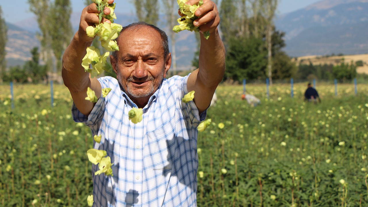 Amasya’nın tescilli lezzetine Afrika'dan rakip! Hasadı zorlu...