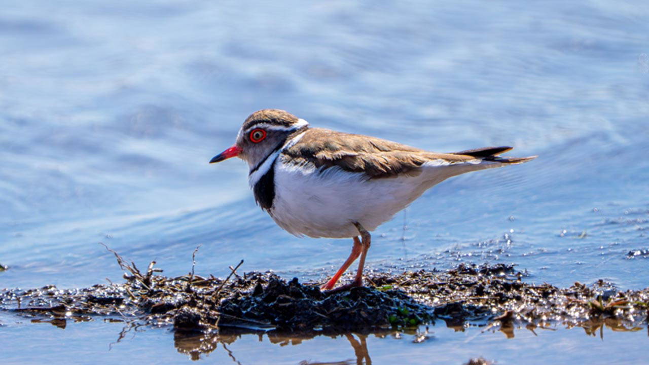Türkiye'de bir ilk! 'Takkeli cılıbıt' kuşu, Gaziantep'te görüldü