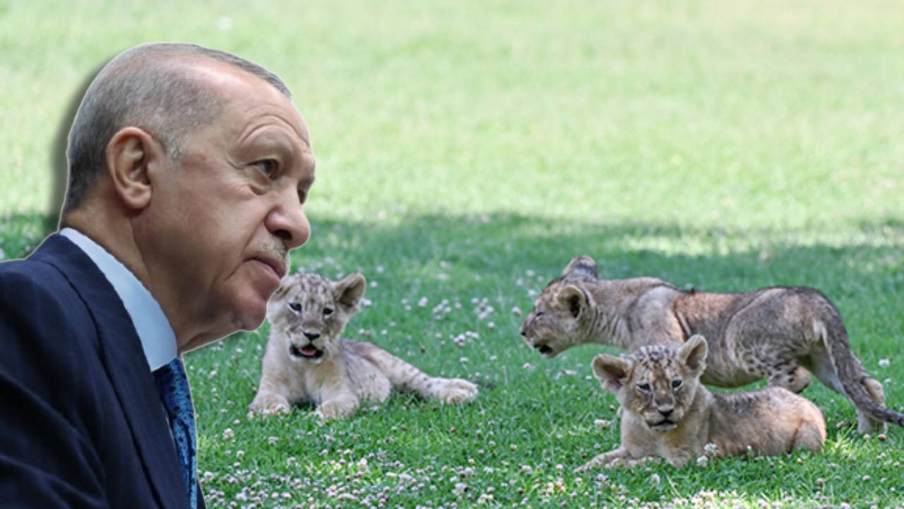 AKP'li Cumhurbaşkanı Erdoğan'ın aslanlarına isim aranıyor