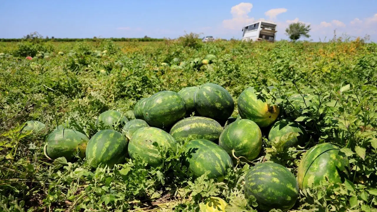 Adana'da turfanda hasat sürüyor: Fiyatı yarı yarıya indi!