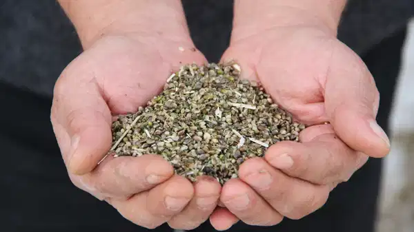 Deneme amaçlı ekilmişti, ilk hasadı yapıldı: Çiftçiler için önemli bir gelir kapısı olabilir!