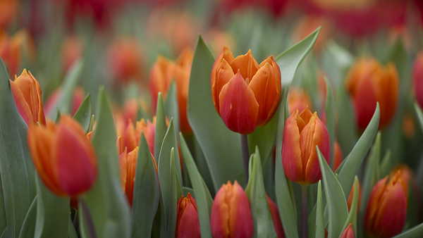 Kentin renkli uyarıcısı: Lale yalnızca güzel bir çiçek mi?