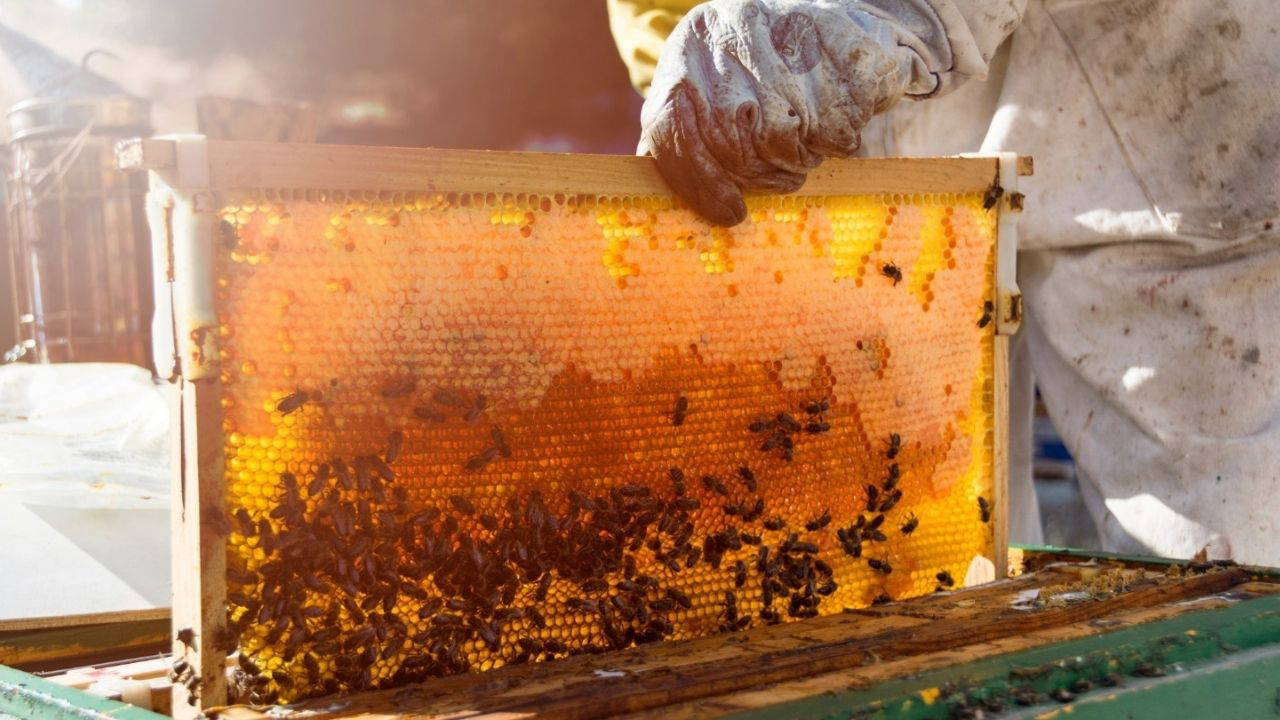 Ermiş Arıcılık’tan bilimsel üretim ve verimlilik vurgusu