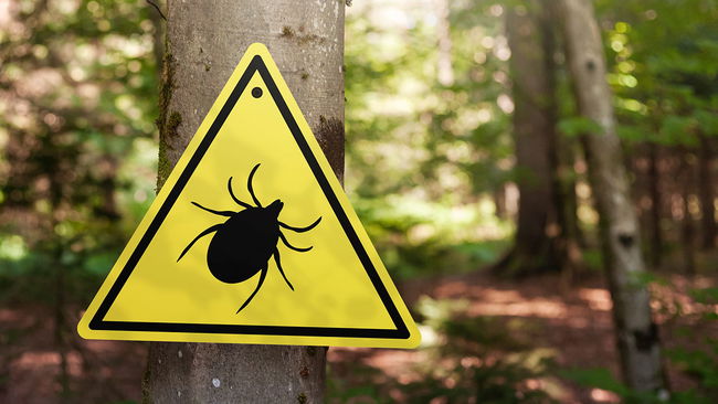 Kene kâbusu geri döndü: Doğaya çıkarken bu kurallara dikkat!