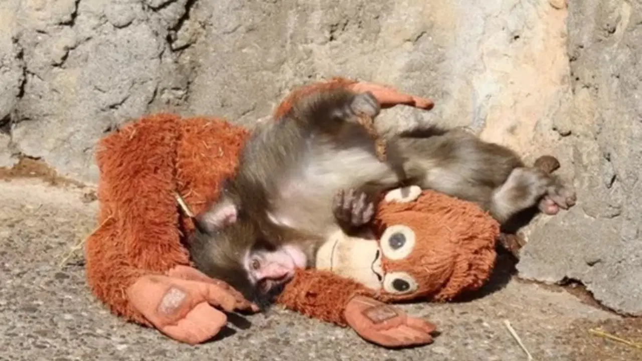 Punch ile peluş oyuncağının hikayesi rekor kırıyor