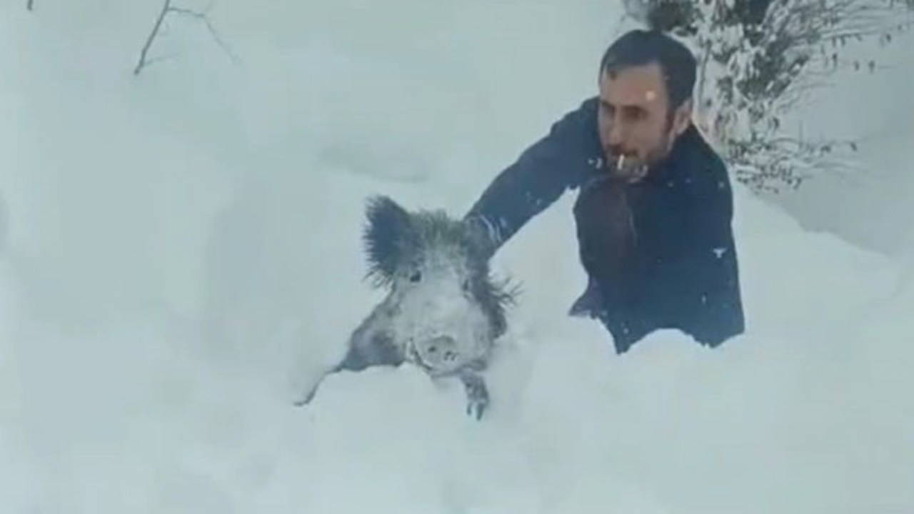 Sinop'ta eliyle domuz yakalamıştı... 15 bin lira para cezası kesildi