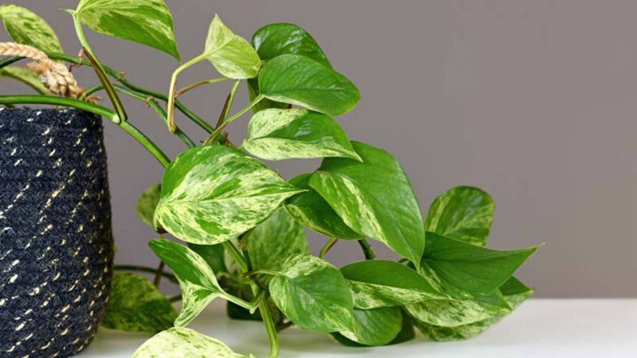 Doğal ferahlığın etkili yolu: Evin havasını tertemiz yapan 7 bitki
