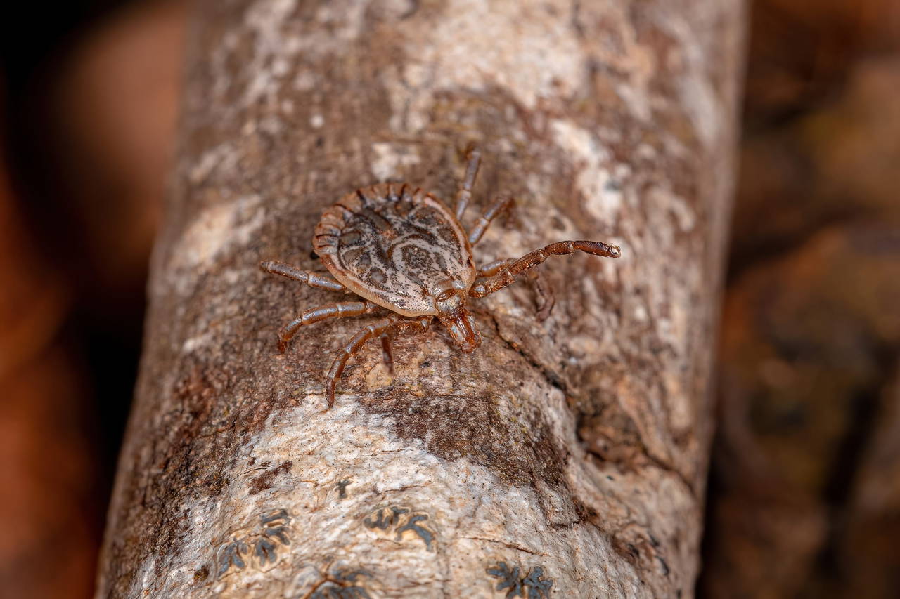 Kene kâbusu geri döndü: Kırım Kongo Kanamalı Ateşi hakkında bilmeniz gereken her şey!