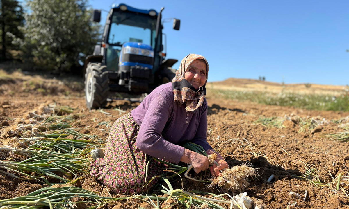 İçerdiği selenyum oranıyla dünyaca ünlü! Hasadı 20 gün sürecek...