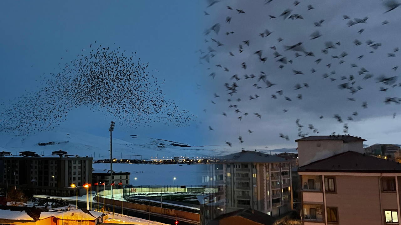 Ardahan’da, binlerce karga gökyüzünü kapladı