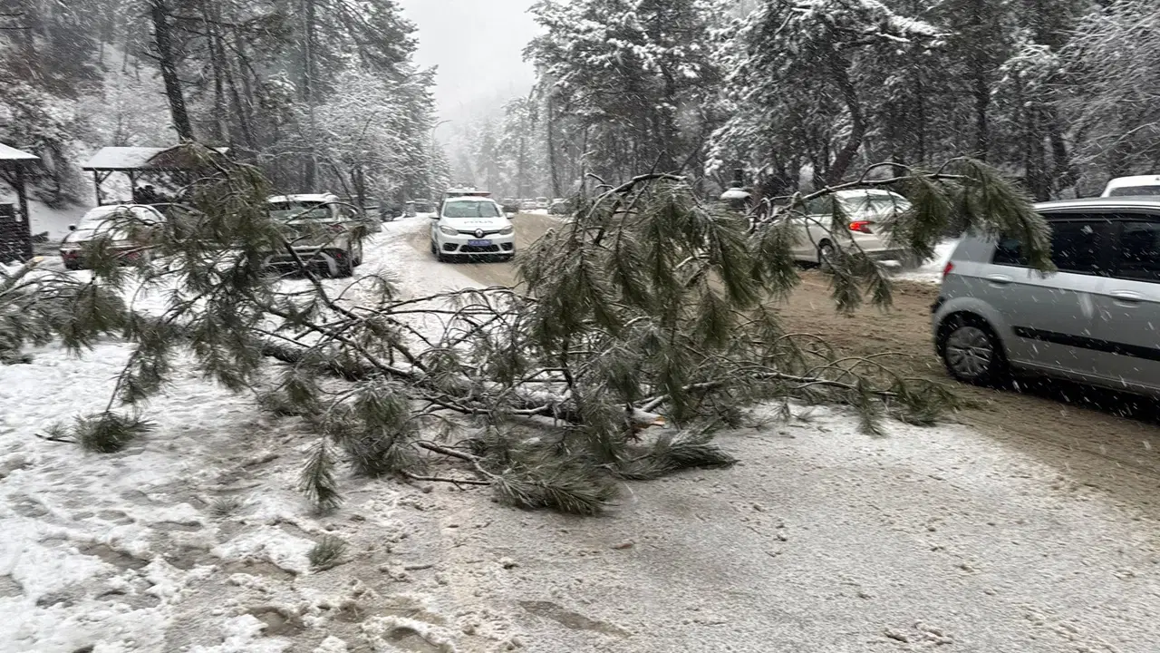 Karın ağırlığına dayanamayan çam ağacı devrildi