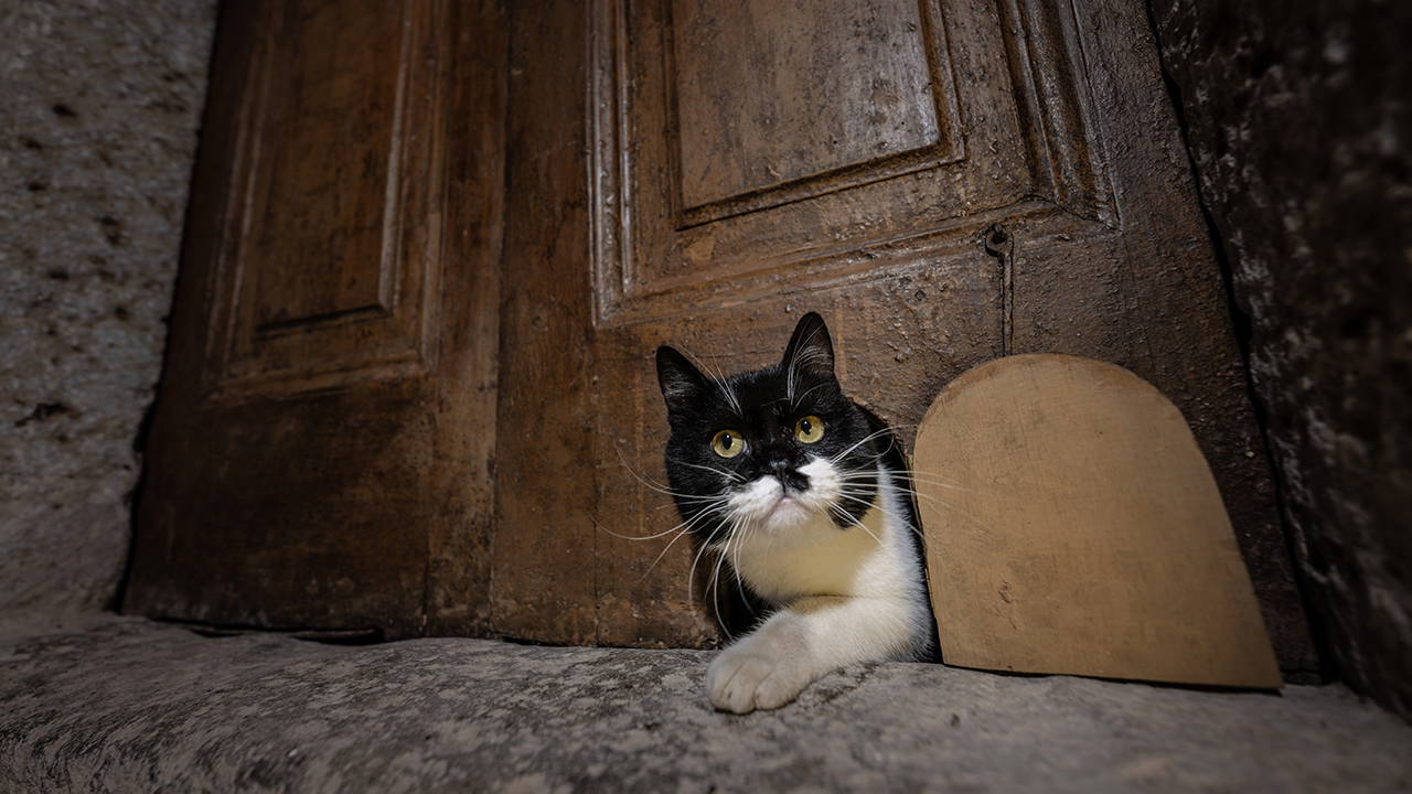 Topkapı Sarayı'ndaki kedi kapıları restore edildi