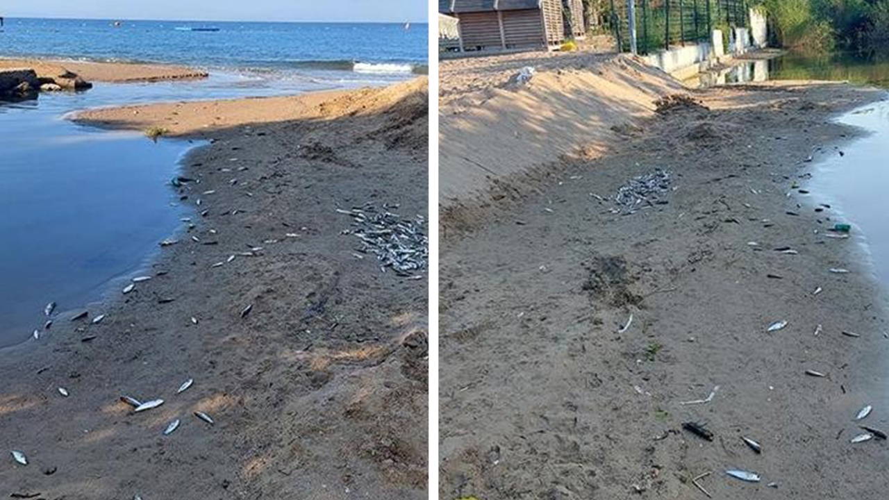 Antalya'da tedirgin eden balık ölümleri: İnceleme başlatıldı