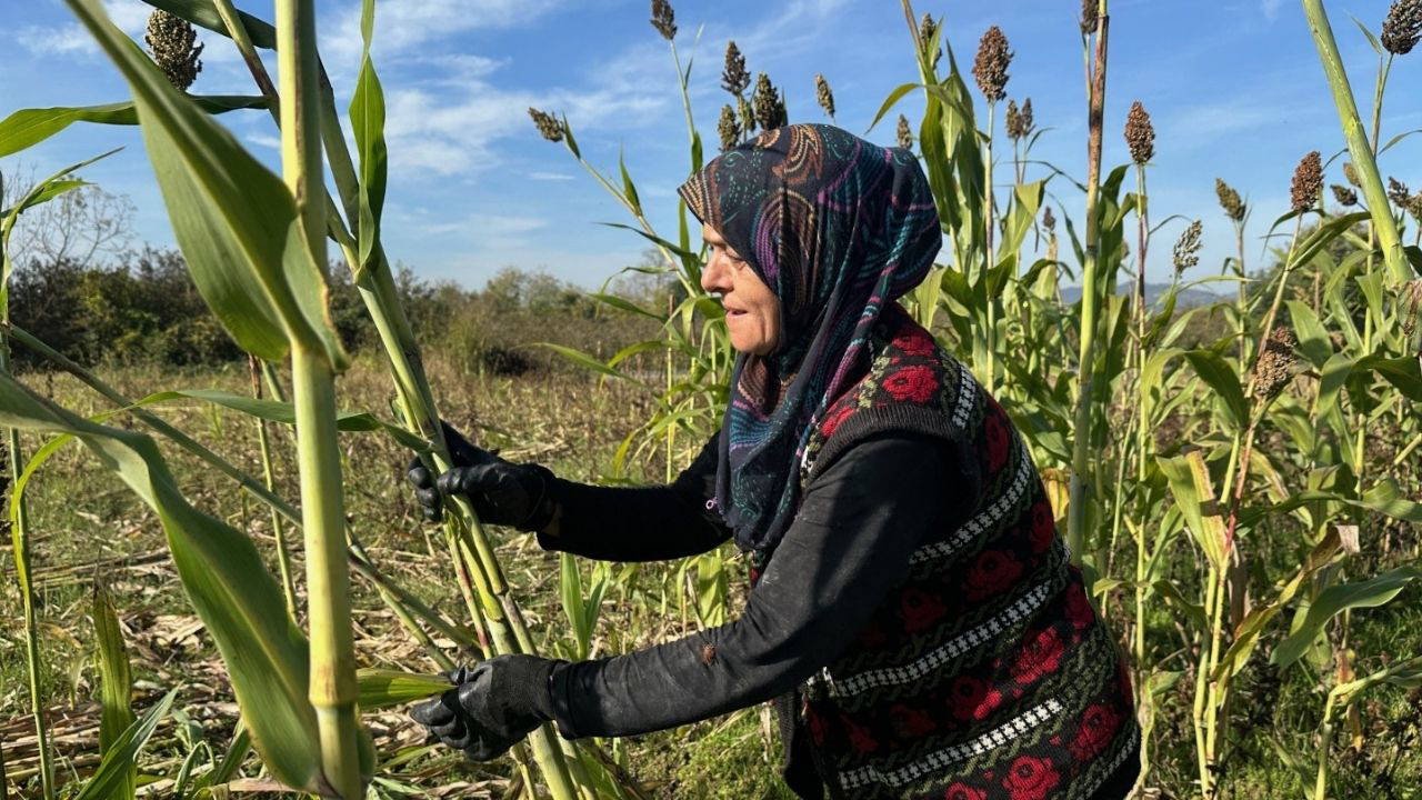 Ekiyor, hasat ediyor, kaynatıyor... Kadın girişimci siparişlere yetişemiyor!
