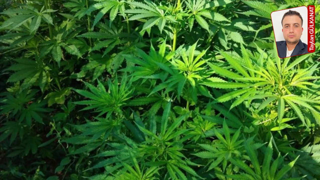 Kenevirde ABD’li şirket karmaşası