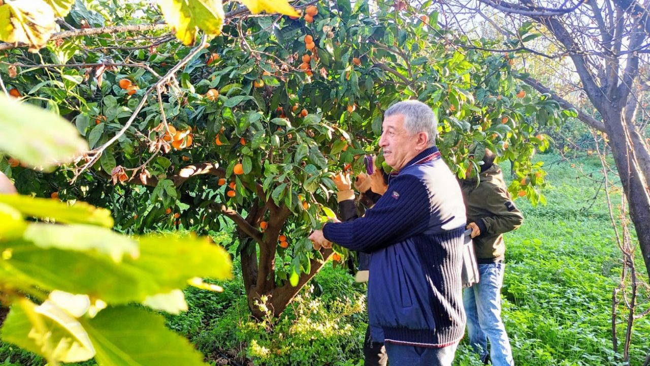 Dalında kalan mandalinayı belediye öğrenciye dağıttı